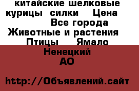 китайские шелковые курицы (силки) › Цена ­ 2 500 - Все города Животные и растения » Птицы   . Ямало-Ненецкий АО